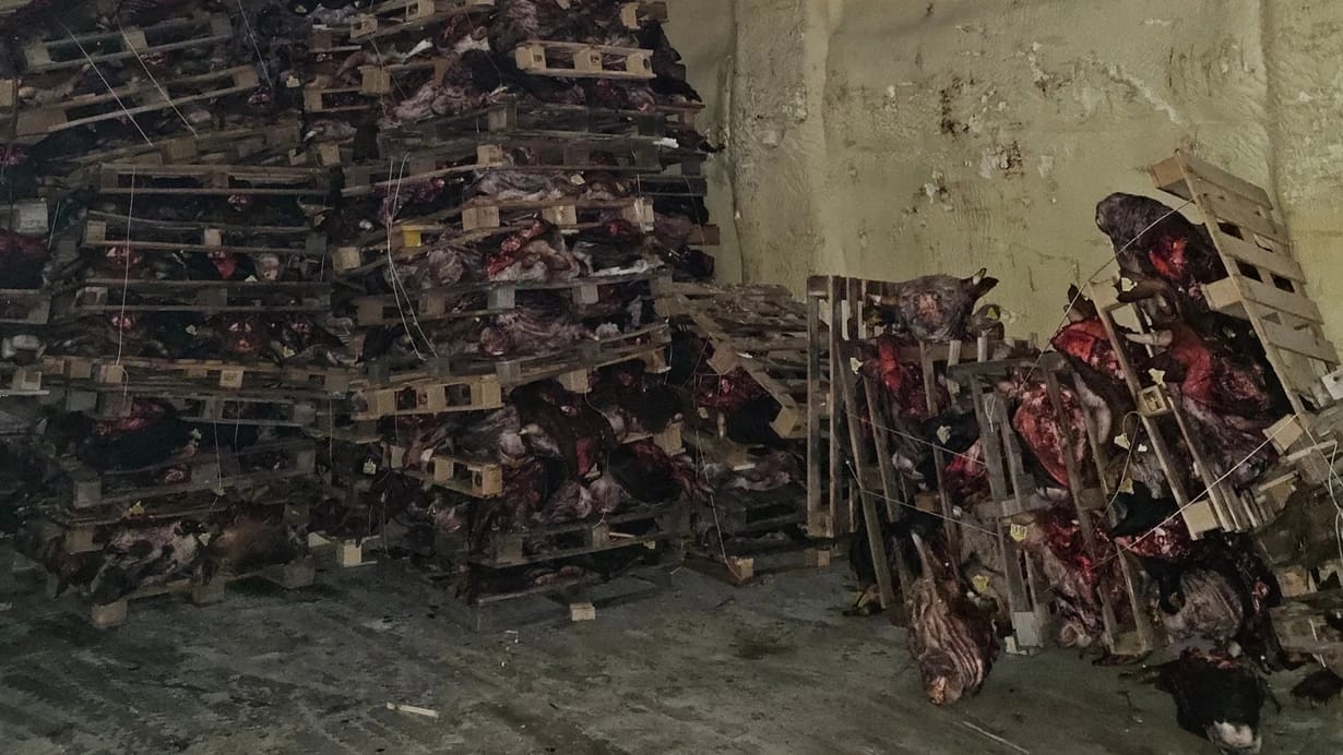 Bozulmuş Hayvan Etleri İstiflendi, Vatandaş Tehlikede