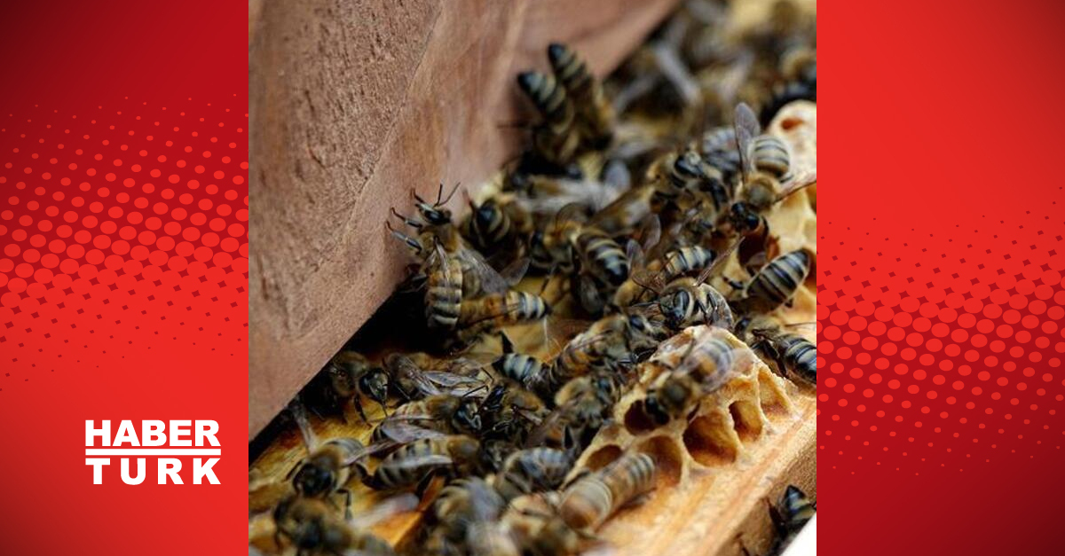 SON DAKİKA Rize’de arı can aldı! | Son dakika haberleri Detaylar…