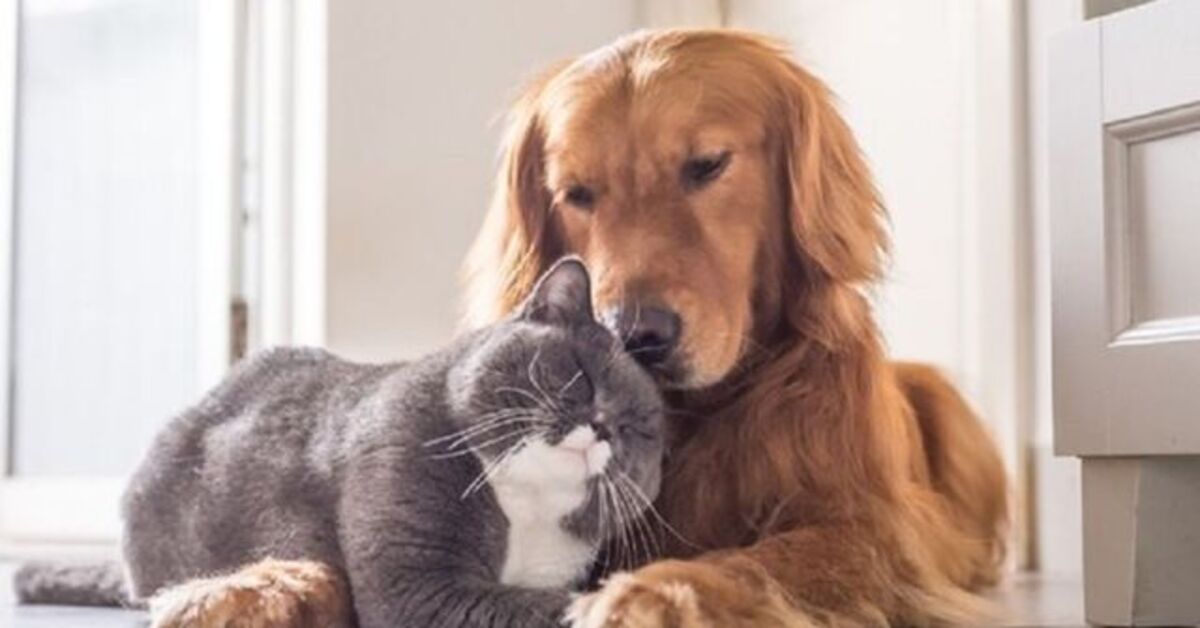 SON DAKİKA 4 Ekim ne günü, bugün ne günü? Hayvanları Koruma Günü nedir? Detaylar…