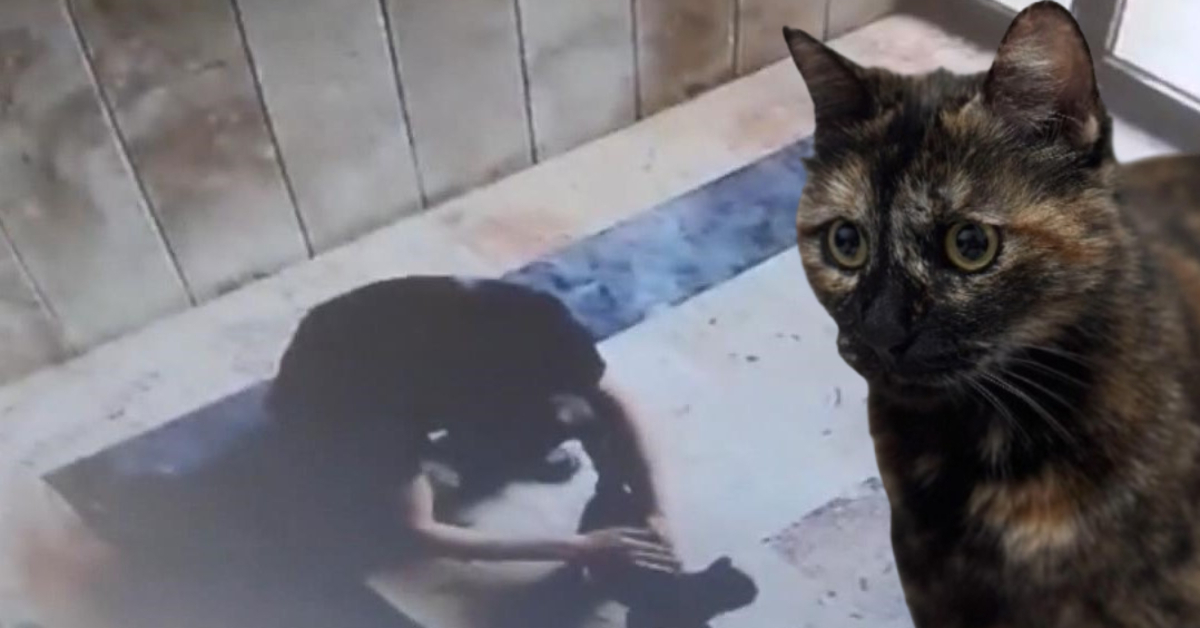 SON DAKİKA Cezve'nin katiline 3 yıl 8 ay ceza! Detaylar…