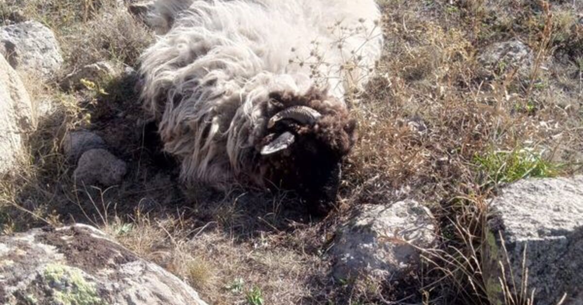 SON DAKİKA Köyde koyunlara ayı ve kurtlar saldırdı Detaylar…