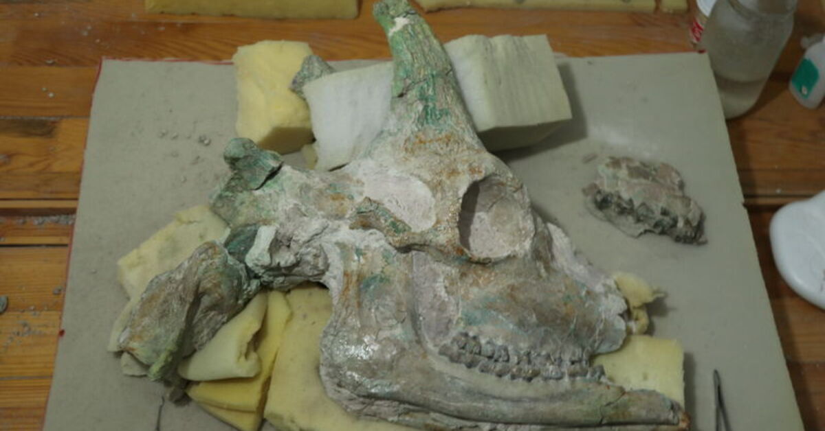 SON DAKİKA Çankırı’da bulundu… 9 milyon yıllık, bütün halde! Detaylar…